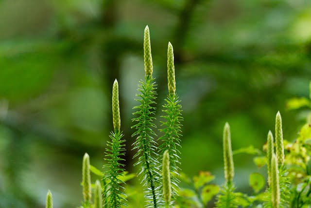 Lycopodium Efectos Secundarios, Contraindicaciones