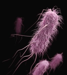 Microbiology in Medicine 3 Importance of Microbiology in Medicine: Veterinary medicine, Laboratory medicine