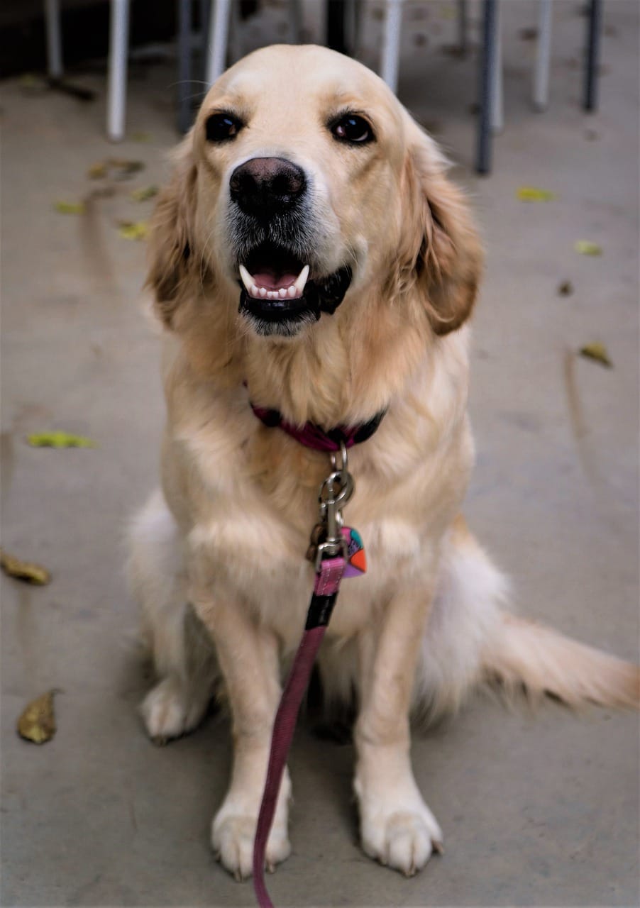 Massage Tui Na Pour Chiens: Qu'Est-Ce Que C'Est, Avantages, Comment Ça Marche, Risques. 