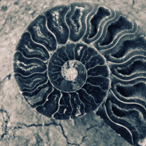 Most recent geological era